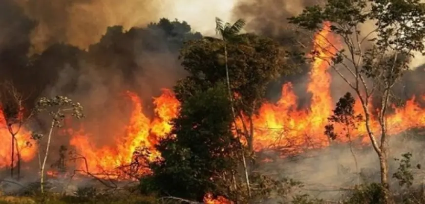 كوريا الجنوبية: مصرع وإصابة 10 أشخاص جراء حرائق الغابات المستعرة فى جنوب البلاد